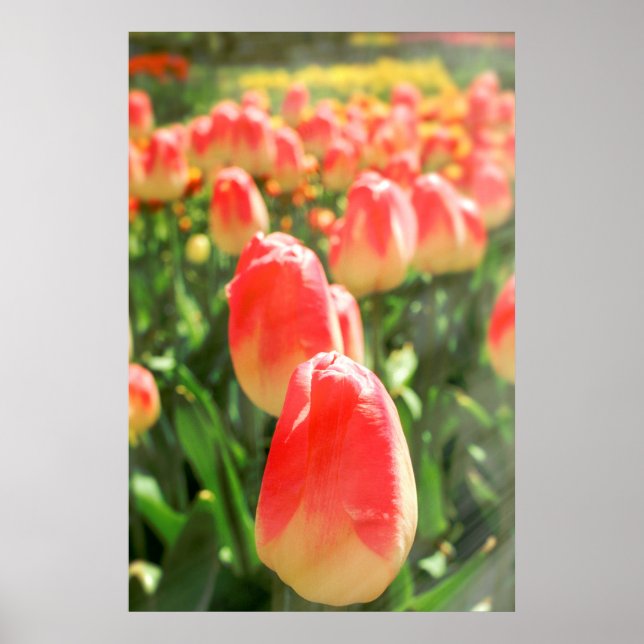 Póster Tulip Heaven (Frente)