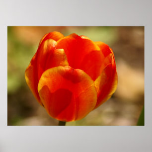 Póster Tulip Naranja