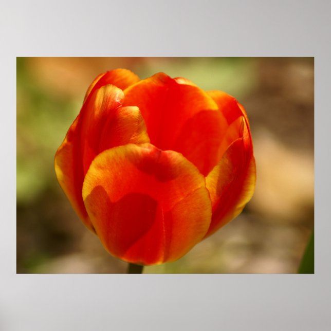 Póster Tulip Naranja (Frente)