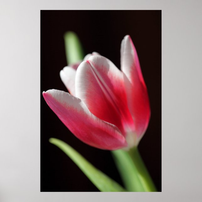Póster Tulip Peaceful (Frente)