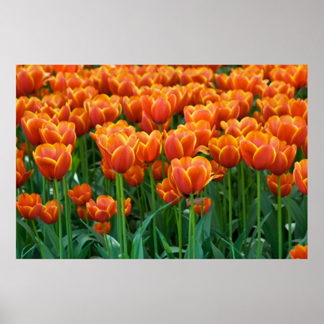 Póster Tulip Poster (Frente)