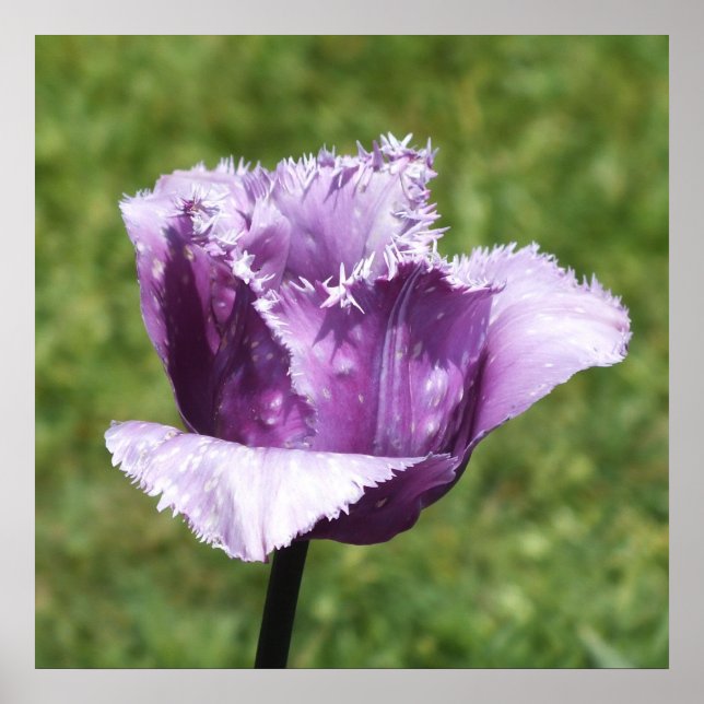 Póster Tulip Purple Fringed (Frente)