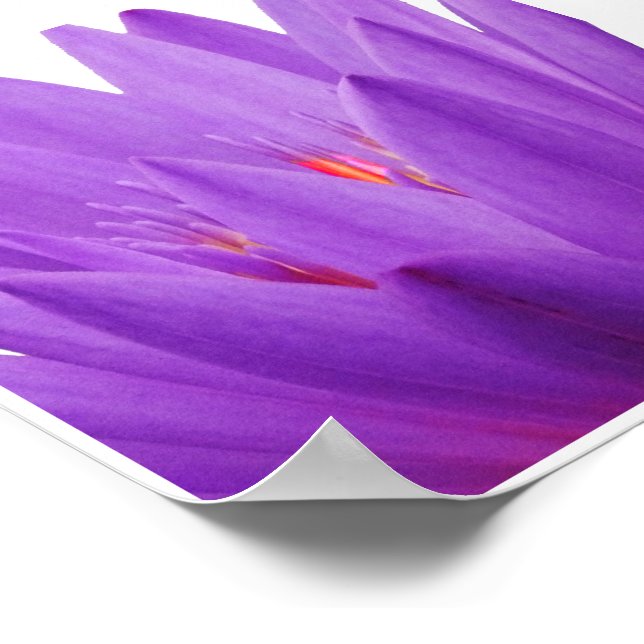 Póster Tulip púrpura (Esquina)