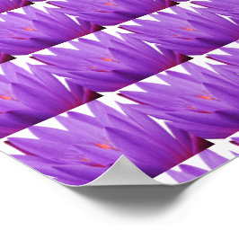 Póster Tulip púrpura