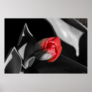 Póster Tulip Red Newborn