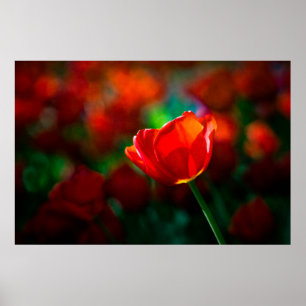 Póster Tulip rojo