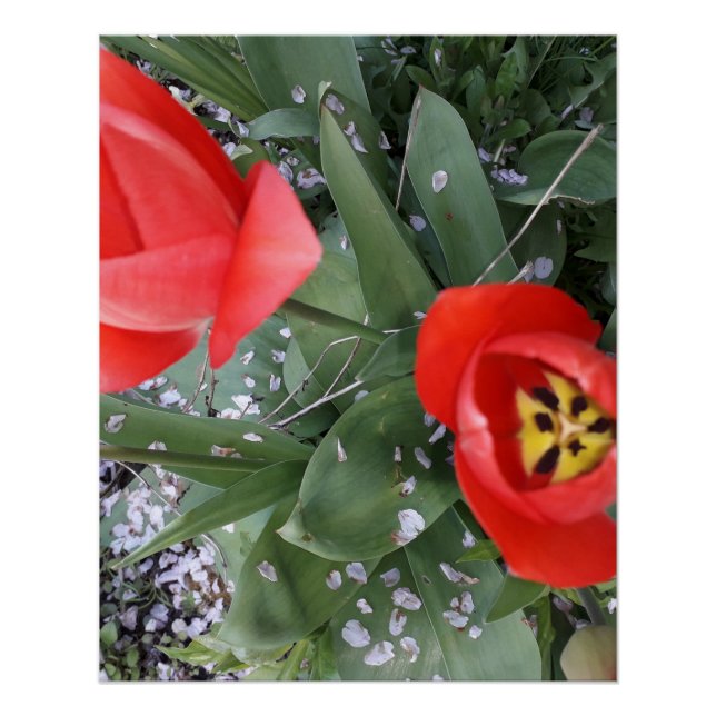 Póster Tulip rojo (Anverso)