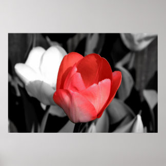 Póster Tulip Rojo