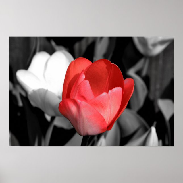 Póster Tulip Rojo (Frente)