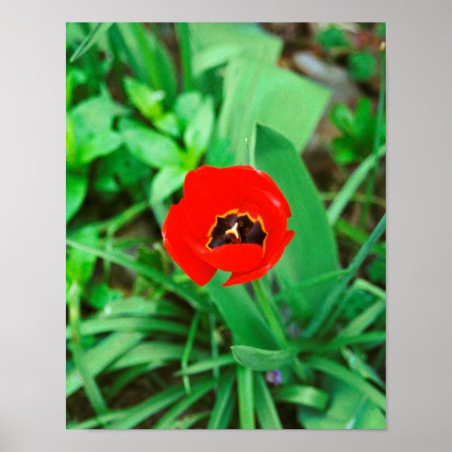 Póster Tulip rojo (Frente)