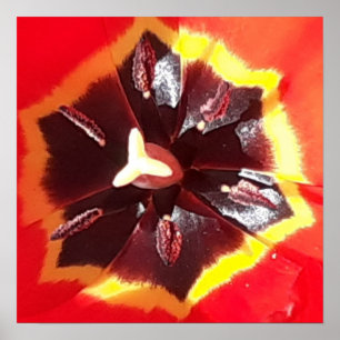 Póster Tulip Rojo Scarlet