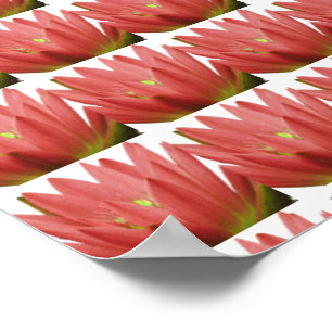 Póster Tulip rosa