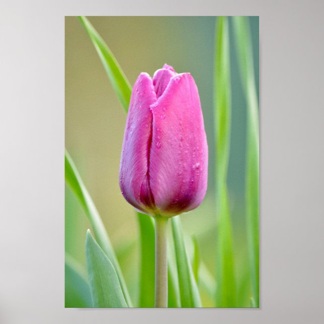 Póster Tulip rosa (Frente)
