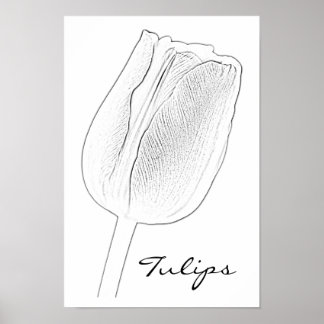 Póster Tulip Sketch