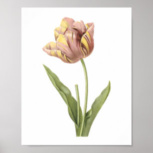 Póster tulip(Tulipa culta) by Redouté