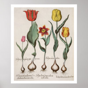 Póster Tulipa lutea maculis rubens; 2.Tulipa au