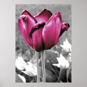 Póster Tulipán