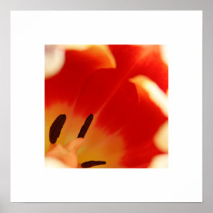 Póster Tulipán