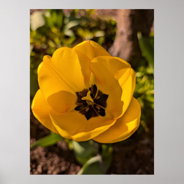 Póster Tulipán Amarillo Macro de Primavera (Frente)