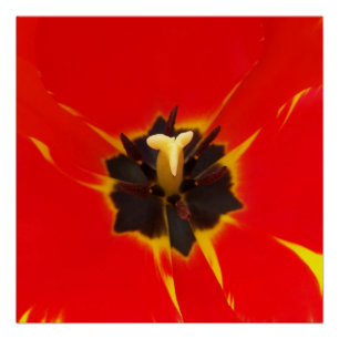 Póster tulipán amarillo rojo