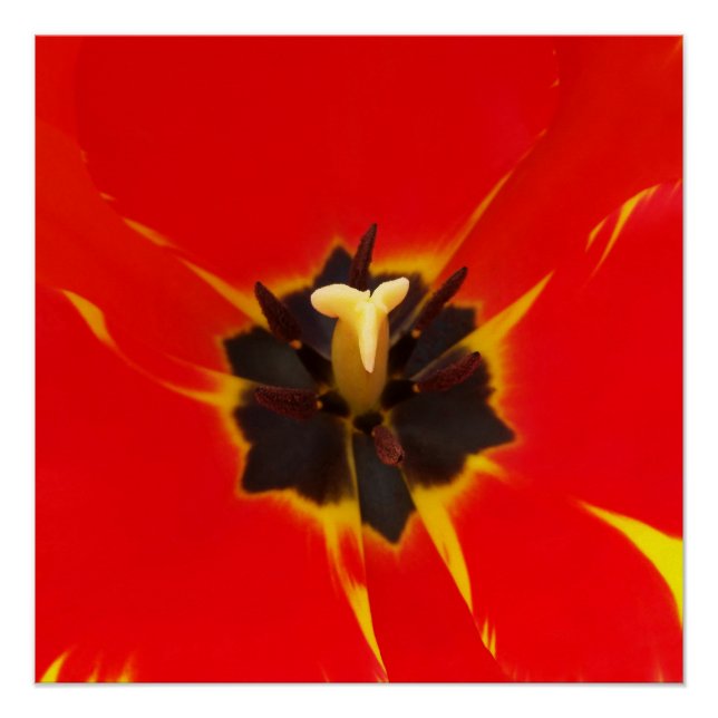 Póster tulipán amarillo rojo (Anverso)