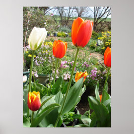 Póster Tulipán blanco rojo Tulipanes primavera jardín nat