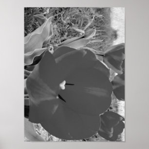 Póster Tulipán blanco y negro