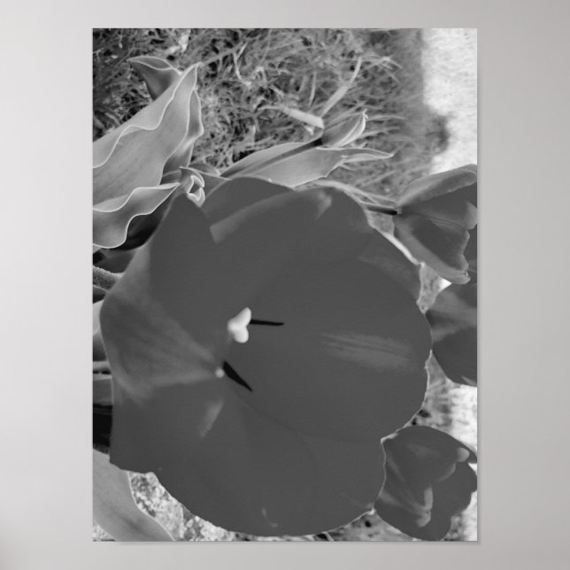 Póster Tulipán blanco y negro (Frente)