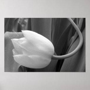 Póster Tulipán blanco y negro