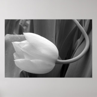 Póster Tulipán blanco y negro