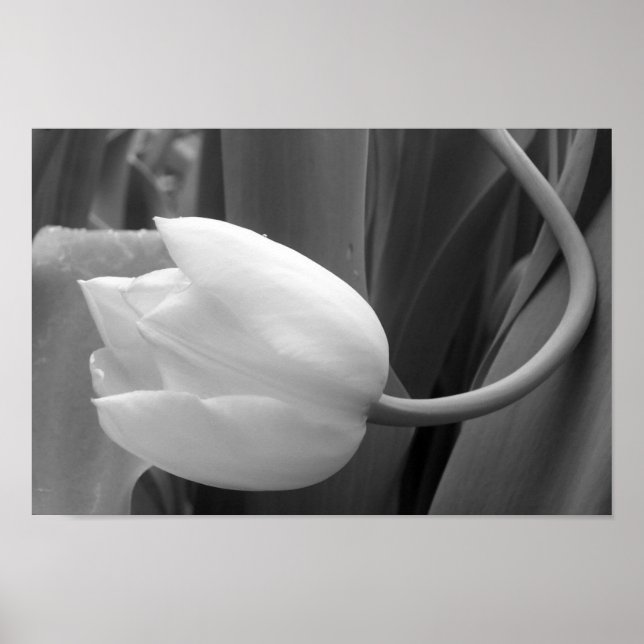 Póster Tulipán blanco y negro (Frente)