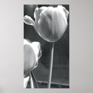 Póster Tulipán blanco y negro