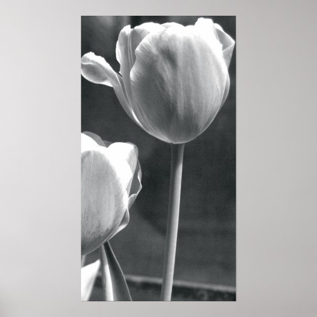 Póster Tulipán blanco y negro (Frente)