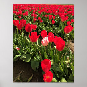 Póster Tulipán blanco y rosado en una cancha de tulipán r