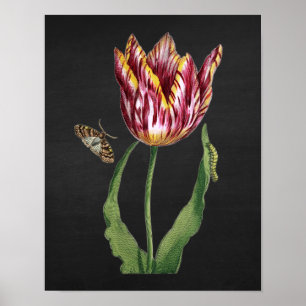 Póster Tulipán con el fondo negro no.1 de la imagen de la