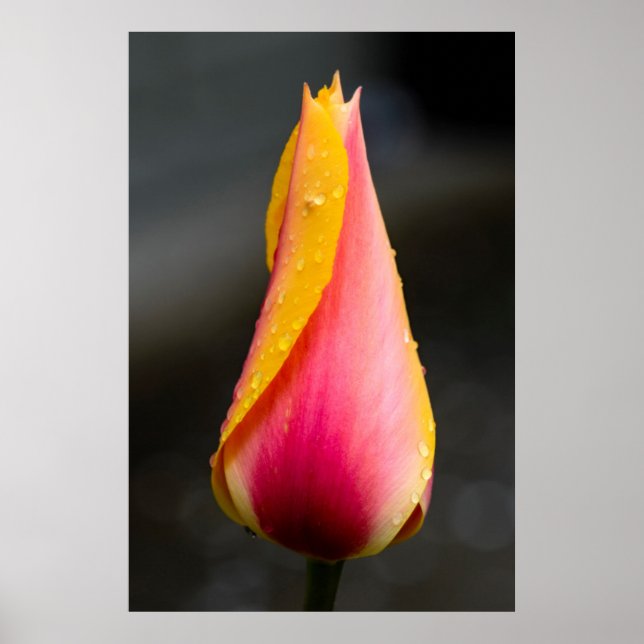 Póster Tulipán con gotas de agua 2 (Frente)