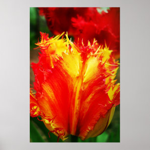 Póster Tulipán Curly De Cierre Rojo Y Amarillo