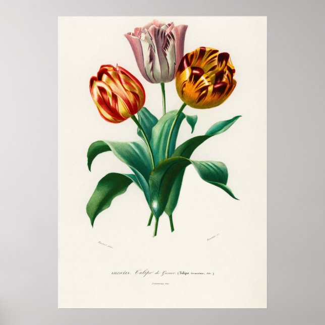 Póster Tulipán de Didier (Tulipa gesneriana) (Frente)