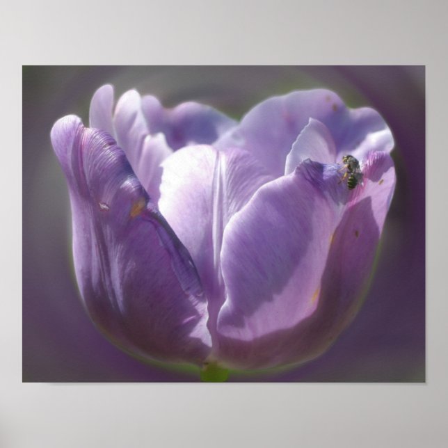 Póster Tulipán De Lavanda Con Abeja Pequeña (Frente)