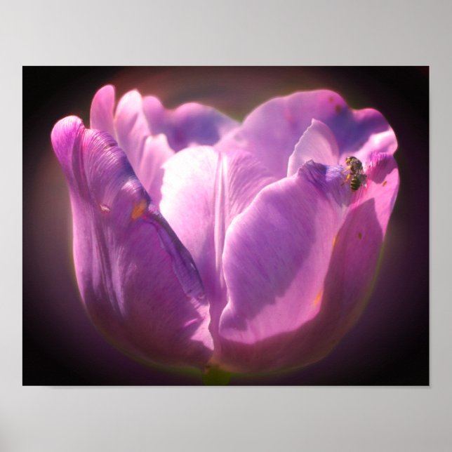 Póster Tulipán De Lavanda Con Pequeña Abeja Cerca (Frente)