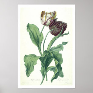 Póster Tulipán del jardín, de 'Opera Botánica', grabado p