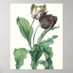 Póster Tulipán del jardín, de 'Opera Botánica', grabado p