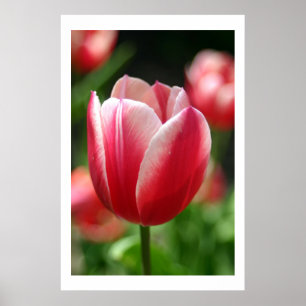 Póster Tulipán en primavera