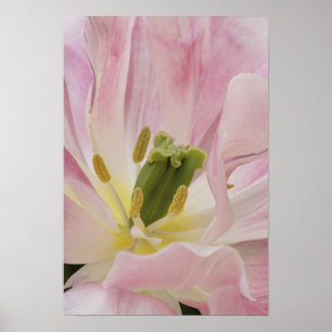 Póster Tulipán en primer plano, Jardines Keukenhof, Lisse
