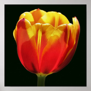 Póster Tulipán Flor Amarillo Naranja Fuego Primer Plano