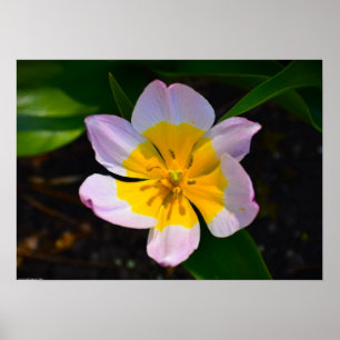 Póster Tulipán Lilac Wonder,