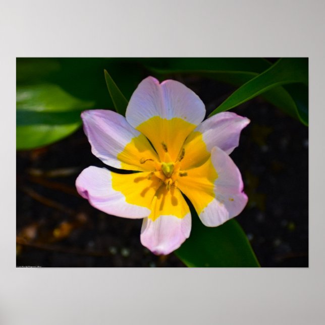 Póster Tulipán Lilac Wonder, (Frente)