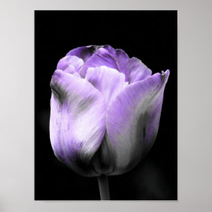 Póster Tulipán morado y de escala de grises
