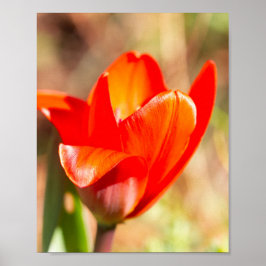 Póster Tulipán Rojo