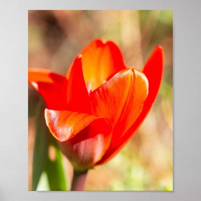 Póster Tulipán Rojo (Frente)
